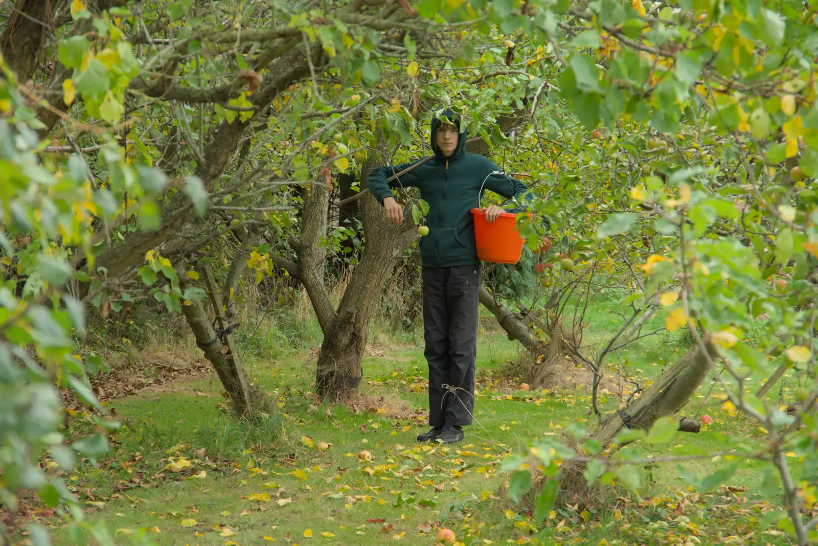 Harry's in the orchard, from Apple Picking, and the Cats' Pyjamas - 18th October 2025