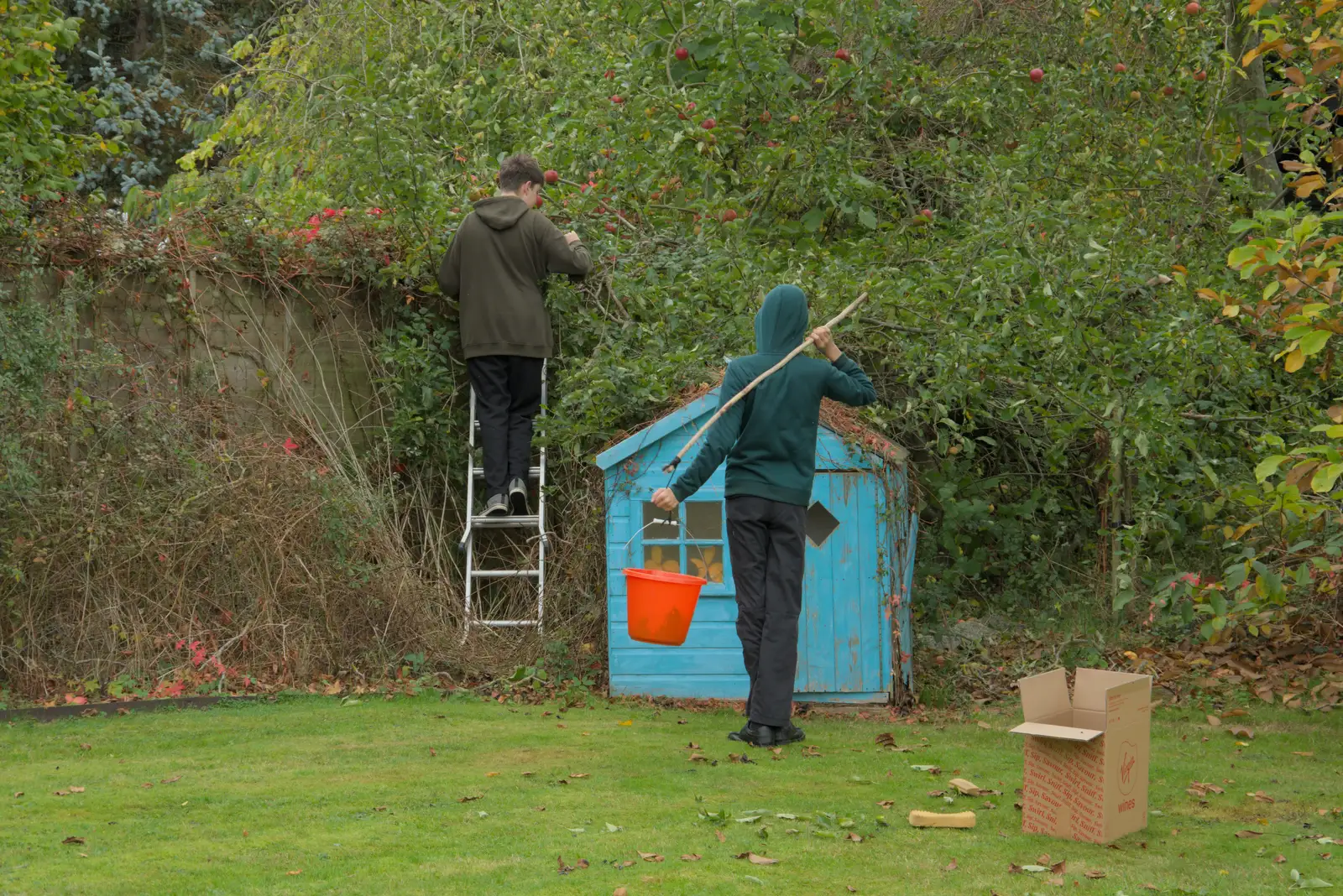 Fred's up a ladder picking apples, from Apple Picking, and the Cats' Pyjamas - 18th October 2025