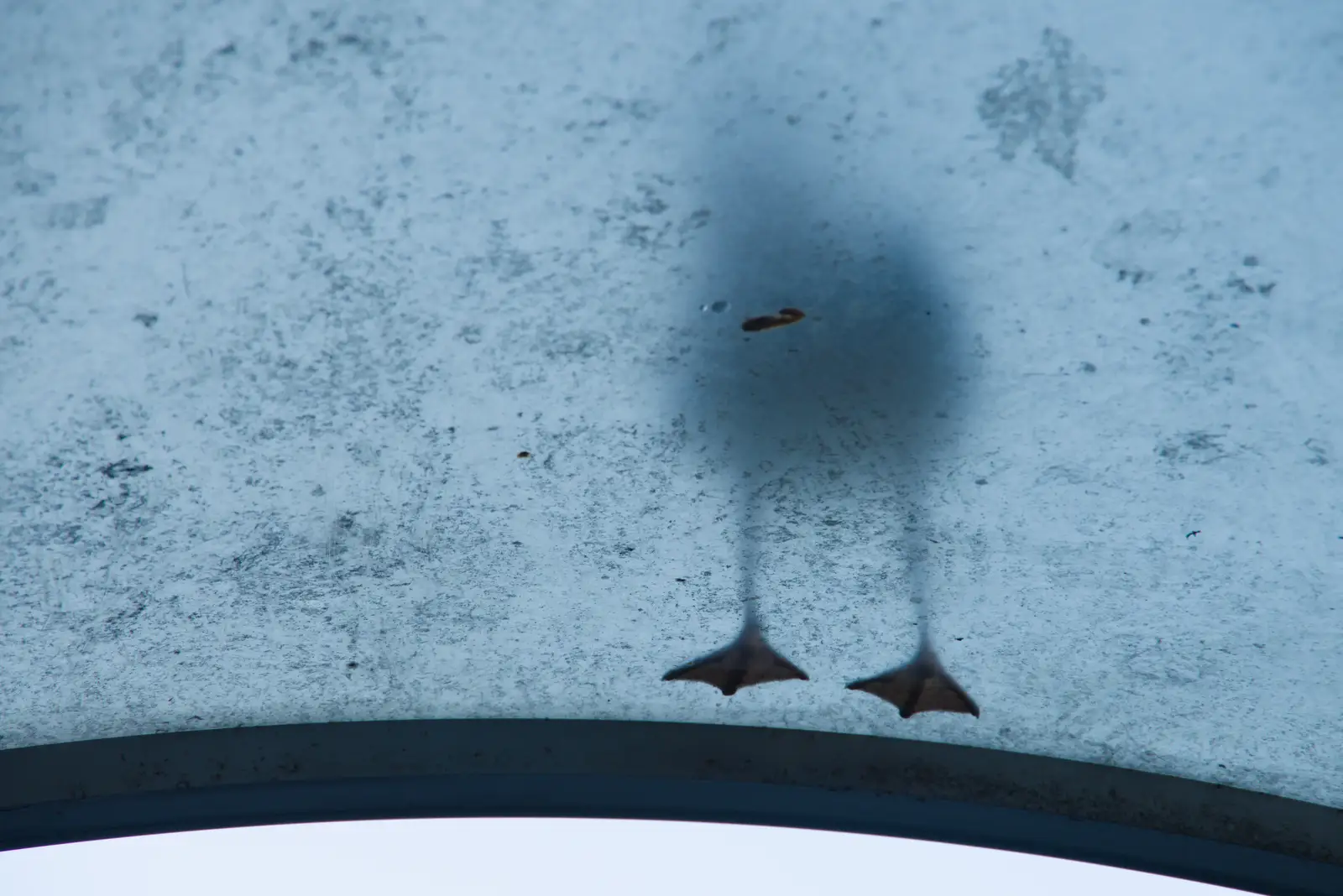 Seagull feet on a bus-shelter roof, from End of the Line 1: Dún Laoghaire to Howth, Ireland - 29th October 2025
