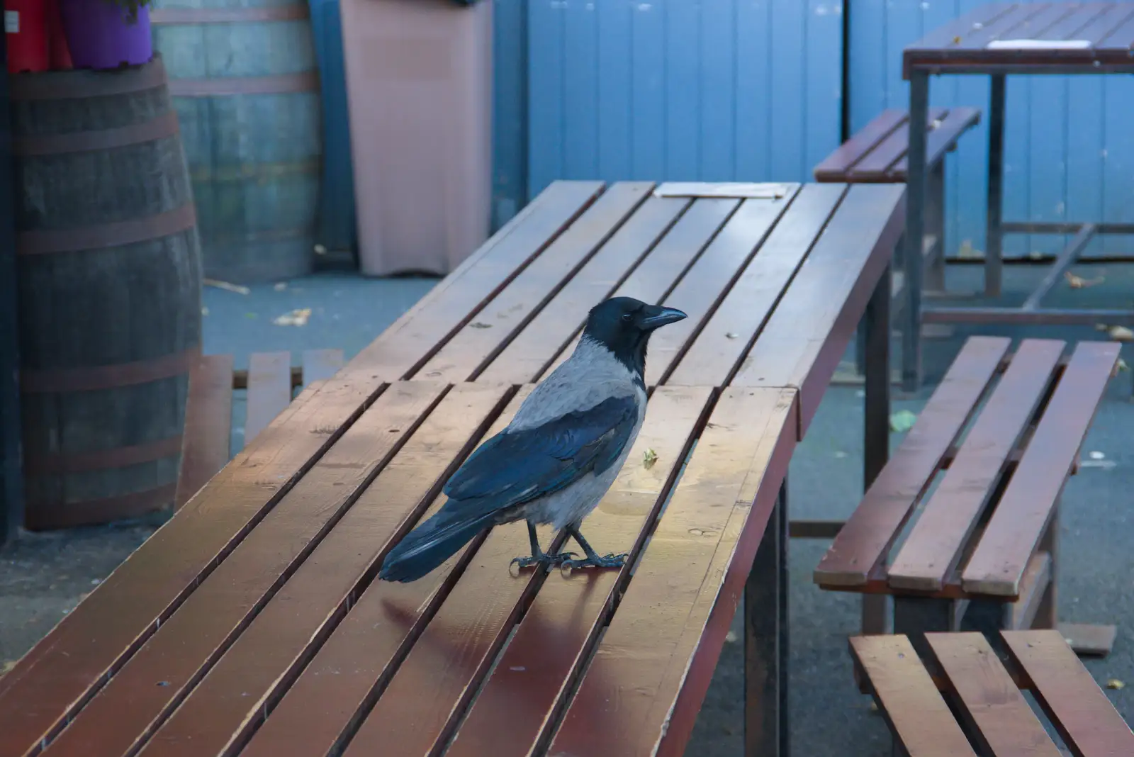 Some sort of Jackdaw on a bench, from End of the Line 1: Dún Laoghaire to Howth, Ireland - 29th October 2025