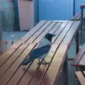 Some sort of Jackdaw on a bench, End of the Line 1: Dún Laoghaire to Howth, Ireland - 29th October 2025