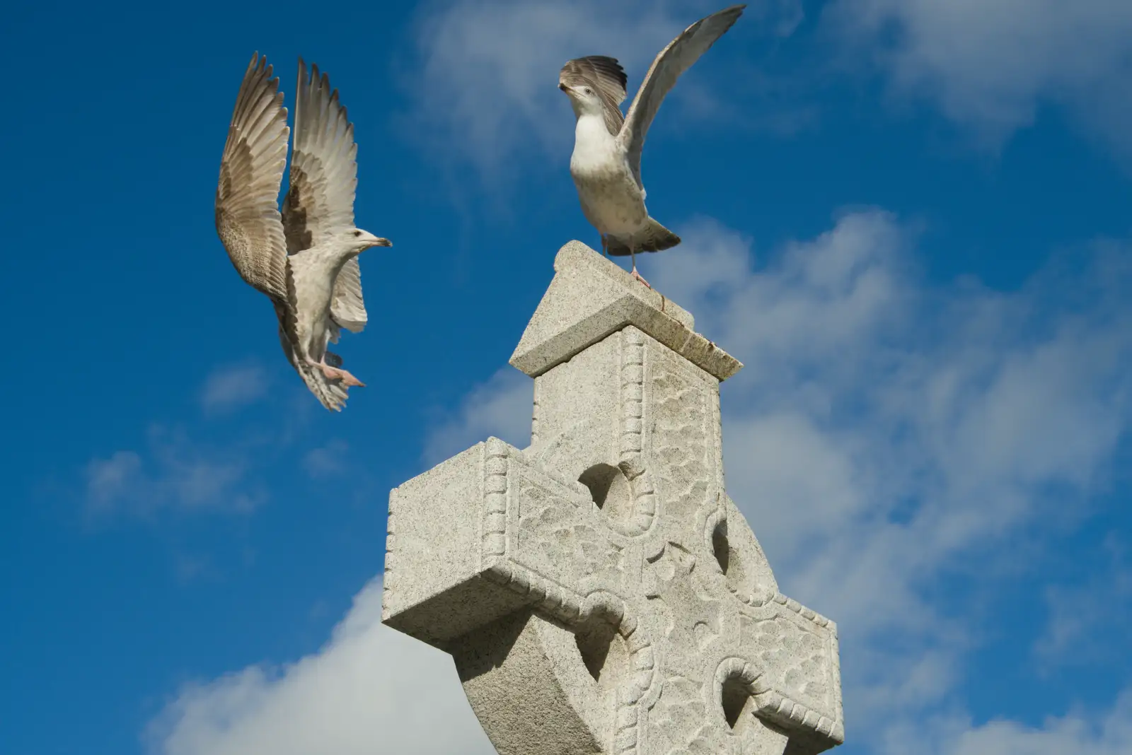 Seagulls on a Celtic Cross, from End of the Line 1: Dún Laoghaire to Howth, Ireland - 29th October 2025