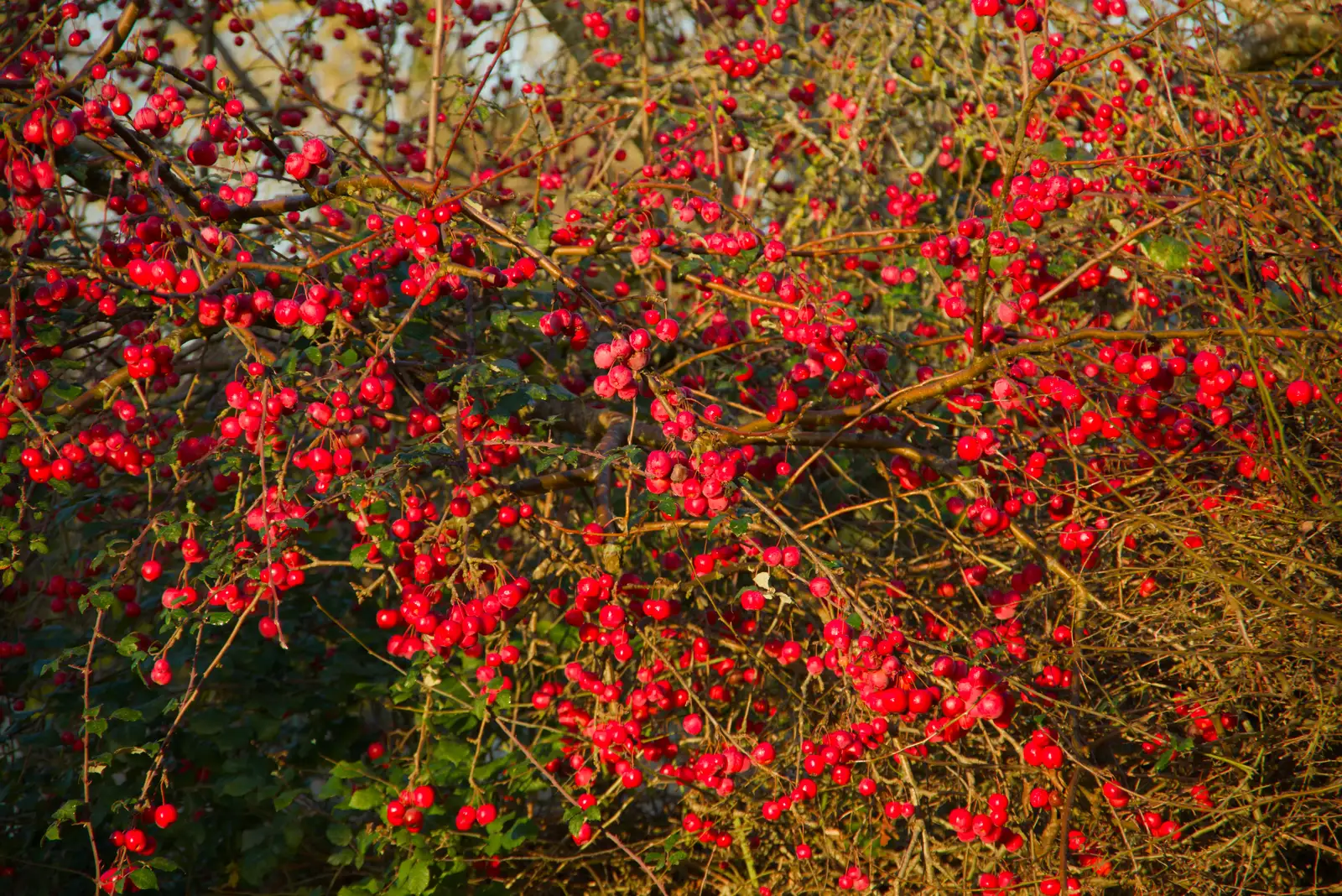 Bright red fruits on a tree, from A Christmas Quiz and a Tractor Run, Brome, Suffolk - 20th December 2025