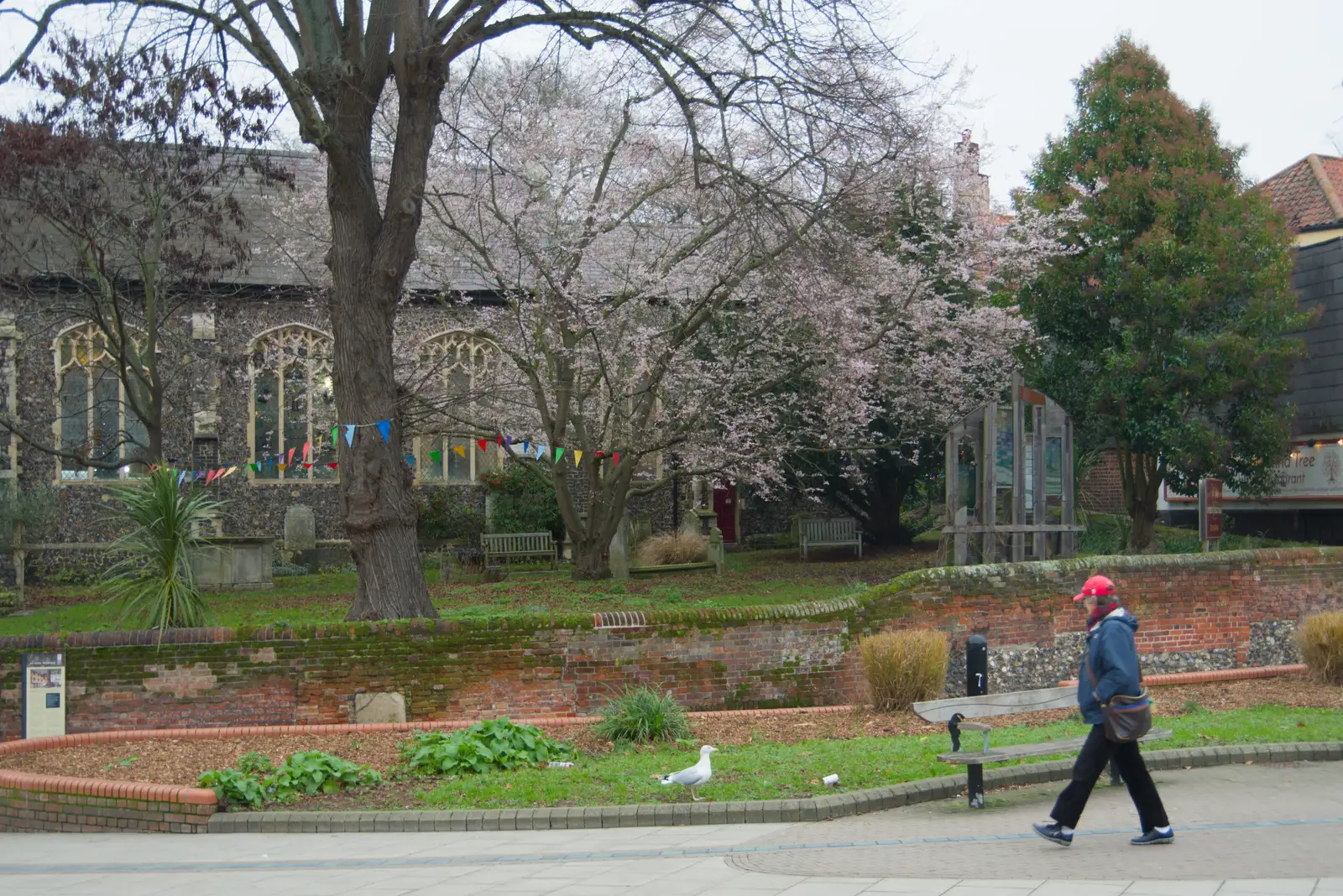 There's some crazy-early blossom on a tree, from Norwich Shopping and the GSB at Thornham Magna, Suffolk - 23rd December 2025