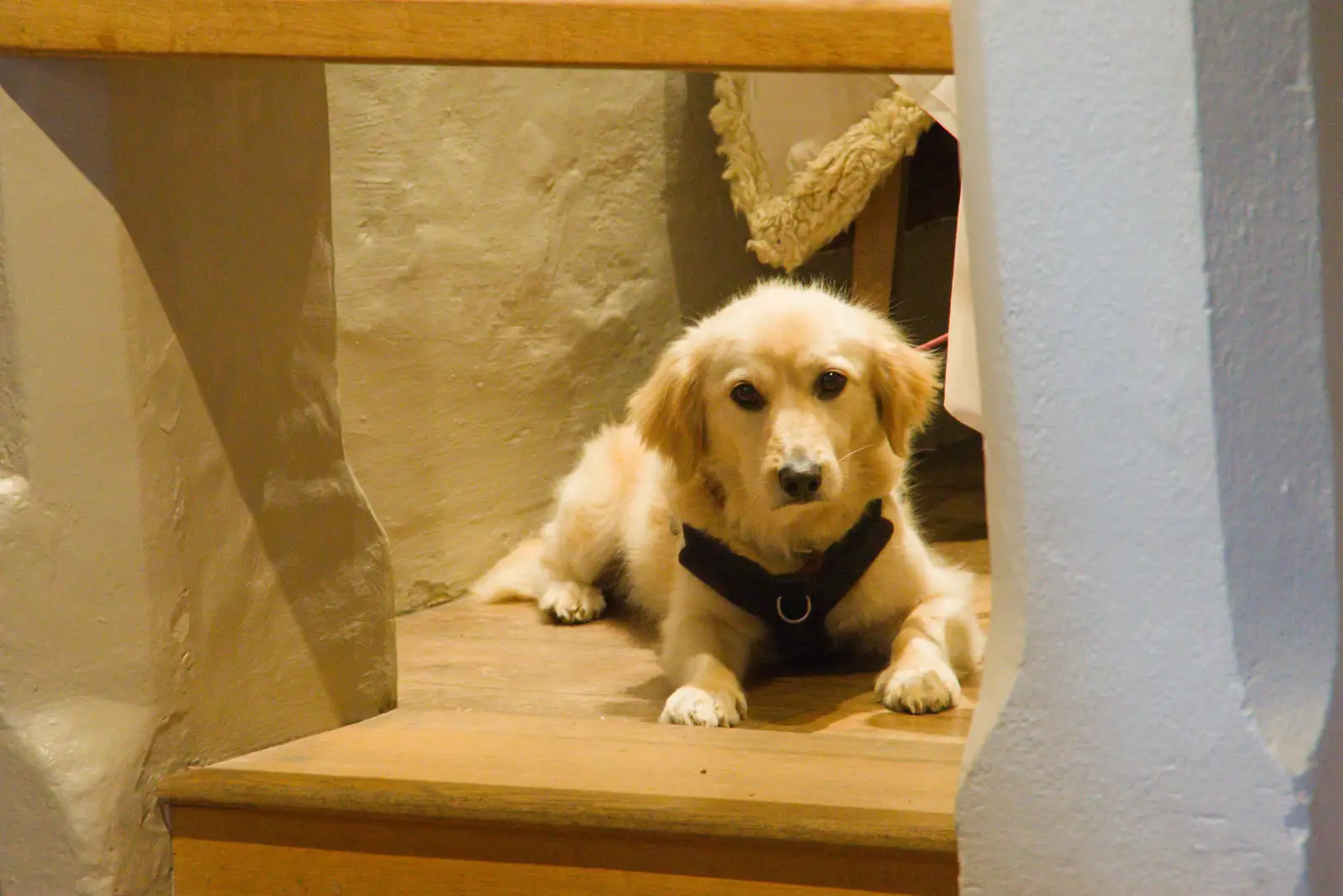 A dog looks over, from A Christmas Day Miscellany, Brome, Suffolk - 25th December 2025
