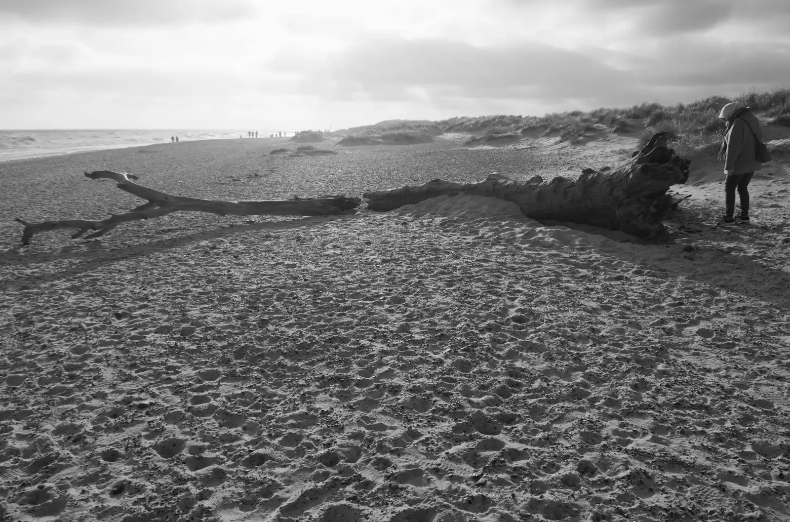 There's a whole tree on the beach, from Boxing Day in Southwold, Suffolk - 26th December 2025