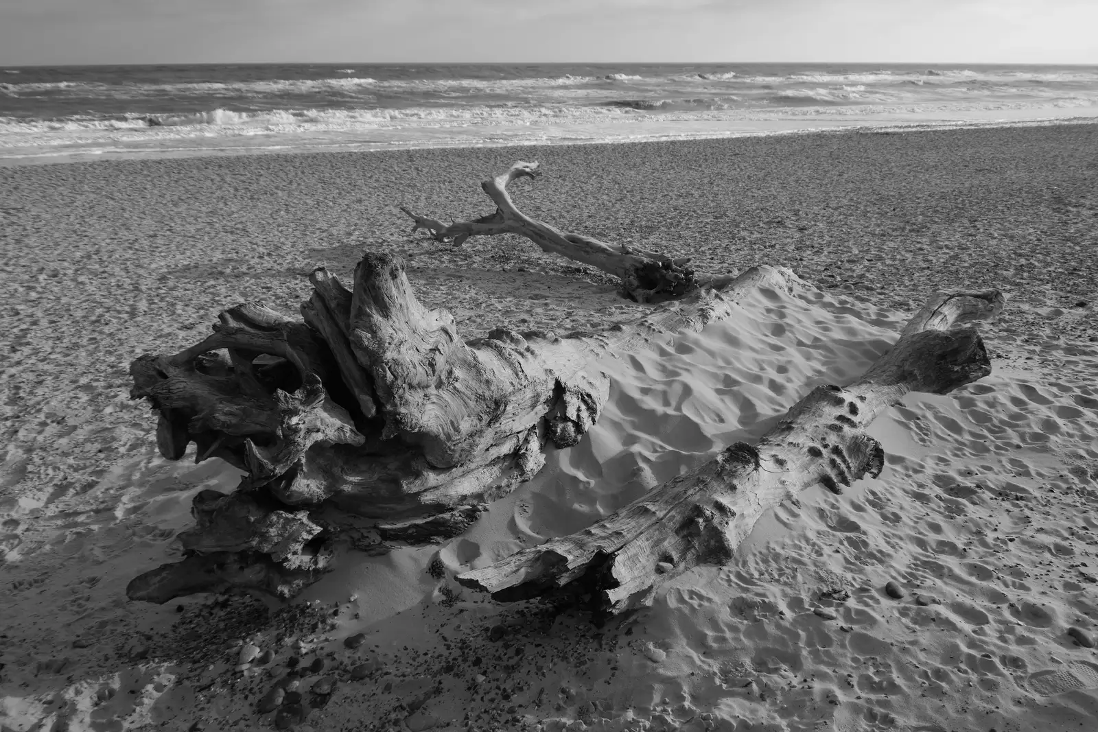 The remains of a tree on Southwold beach, from Boxing Day in Southwold, Suffolk - 26th December 2025