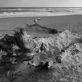 The remains of a tree on Southwold beach, Boxing Day in Southwold, Suffolk - 26th December 2025