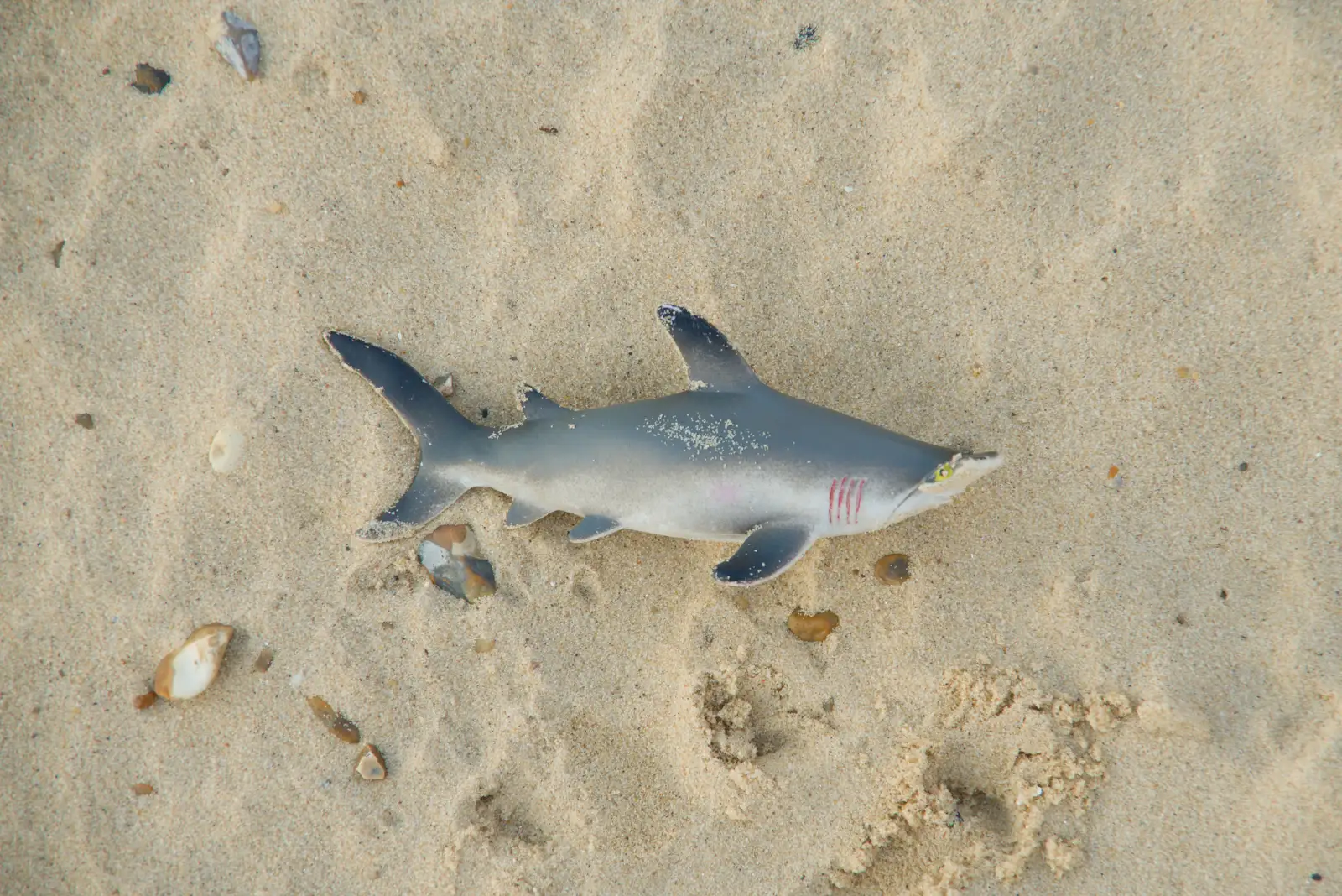 There's a small plastic hammerhead shark, from Boxing Day in Southwold, Suffolk - 26th December 2025
