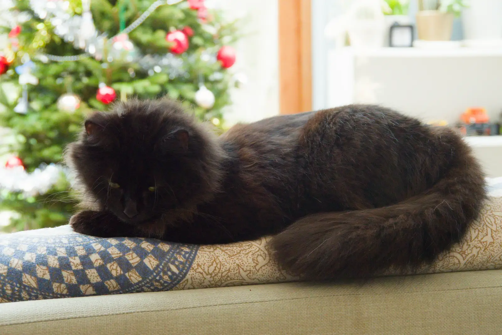 Lottie - The Floof - is on the sofa, from A Night at the Orwell Hotel, Felixstowe, Suffolk - 28th December 2025