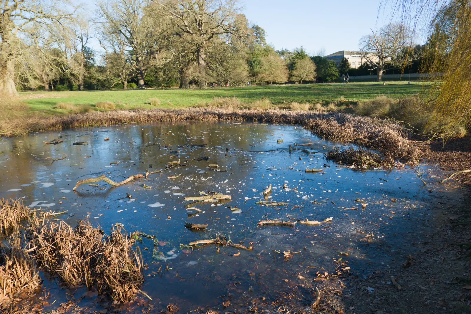 The Ickworth pond has frozen, from Shadow the Snow Leopard at Ickworth House, Horringer - 4th January 2026