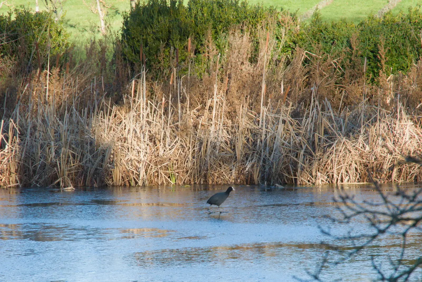 A moorhen walks on the frozen lake, from Shadow the Snow Leopard at Ickworth House, Horringer - 4th January 2026