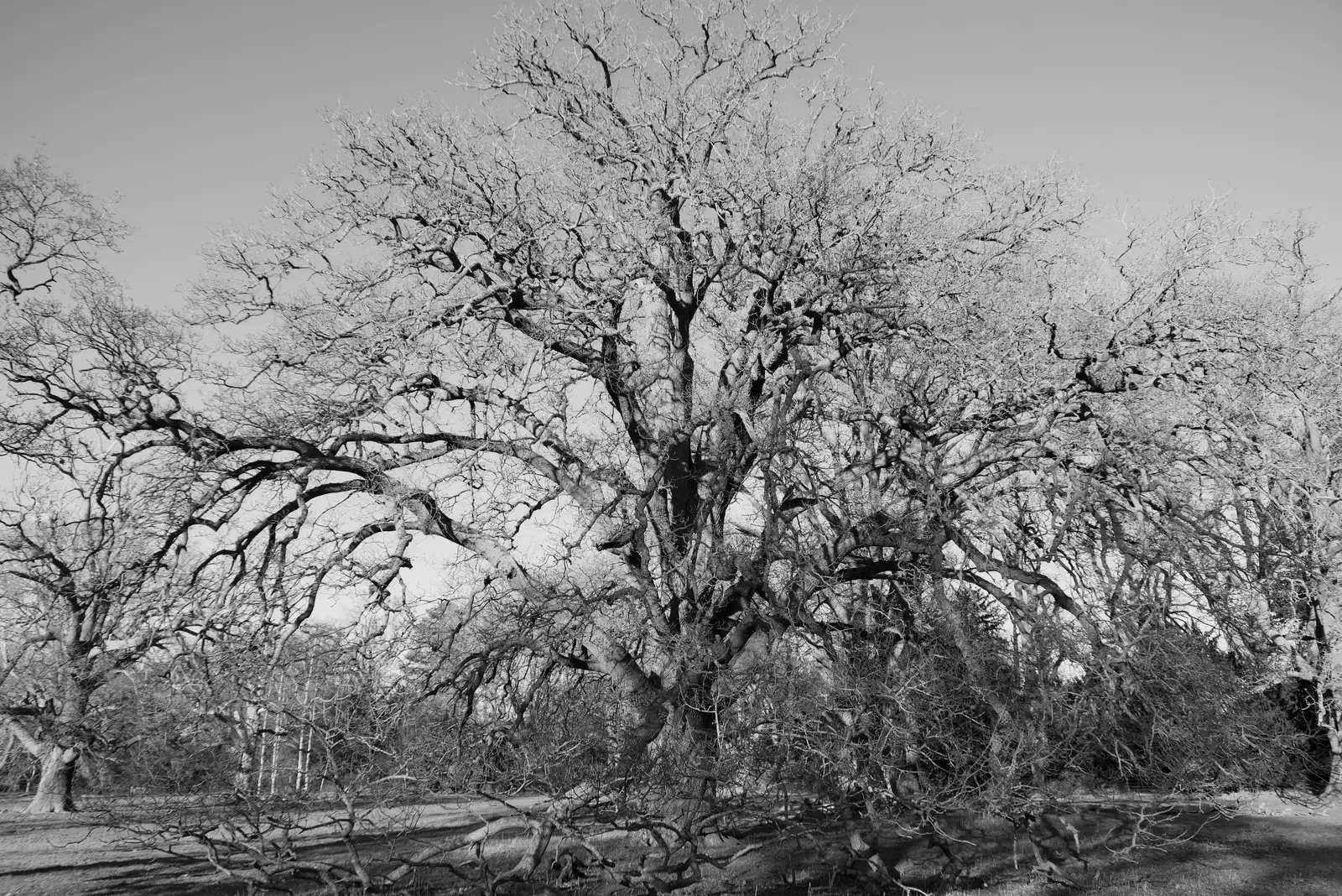 Bare trees in a winter sky, from Shadow the Snow Leopard at Ickworth House, Horringer - 4th January 2026
