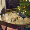 Crows play chess in the library, Shadow the Snow Leopard at Ickworth House, Horringer - 4th January 2026