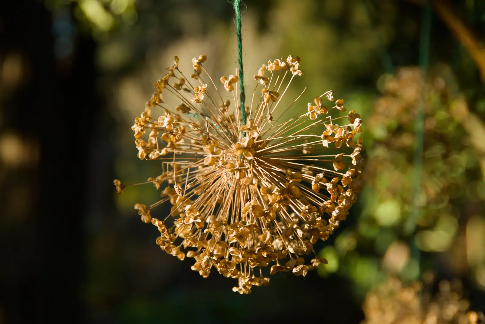 Dried allium heads hang around in the stumpery, from Shadow the Snow Leopard at Ickworth House, Horringer - 4th January 2026