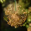 Dried allium heads hang around in the stumpery, Shadow the Snow Leopard at Ickworth House, Horringer - 4th January 2026