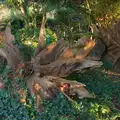 A giant stump in the stumpery, Shadow the Snow Leopard at Ickworth House, Horringer - 4th January 2026