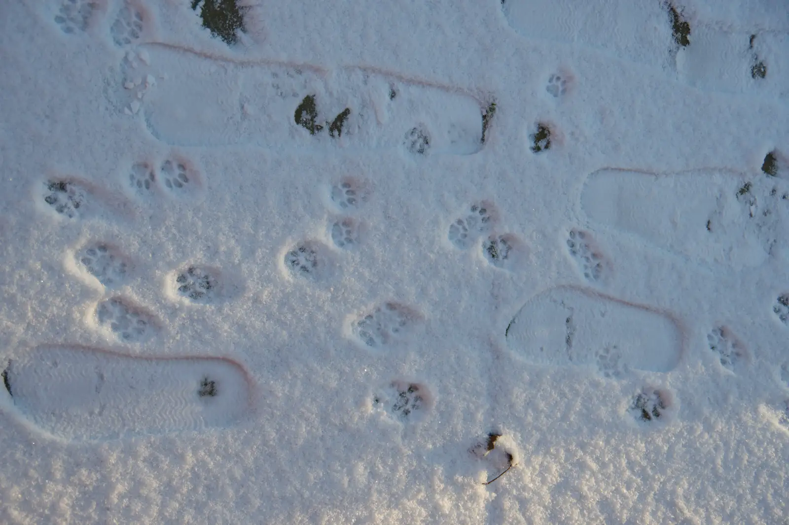 There are a lot of paw-prints in the snow, from Harry's Snow Days, Brome, Suffolk - 5th January 2026