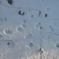 There are a lot of paw-prints in the snow, Harry's Snow Days, Brome, Suffolk - 5th January 2026