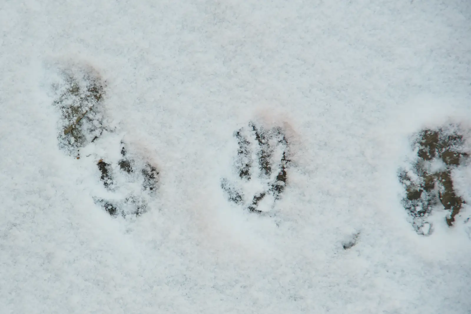 Possibly the paw prints of a small fox, from Harry's Snow Days, Brome, Suffolk - 5th January 2026