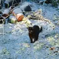 Tiny cat - the Ball of Dim - in the garden, Harry's Snow Days, Brome, Suffolk - 5th January 2026