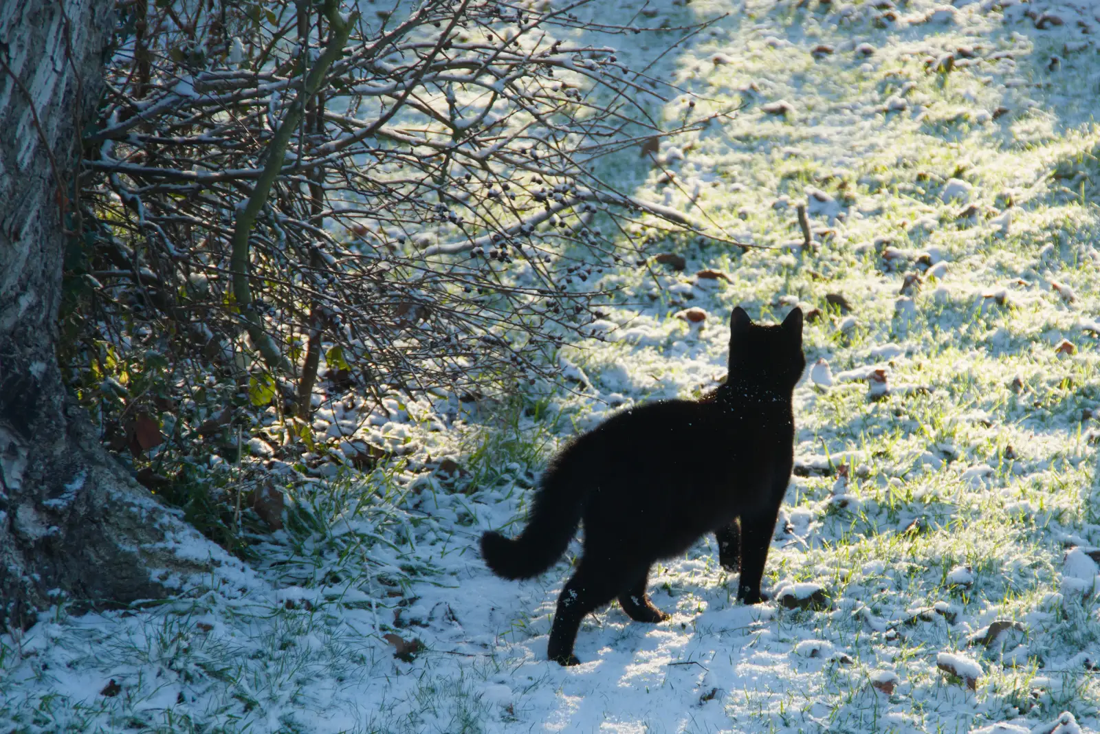Lilly heads off, from Harry's Snow Days, Brome, Suffolk - 5th January 2026