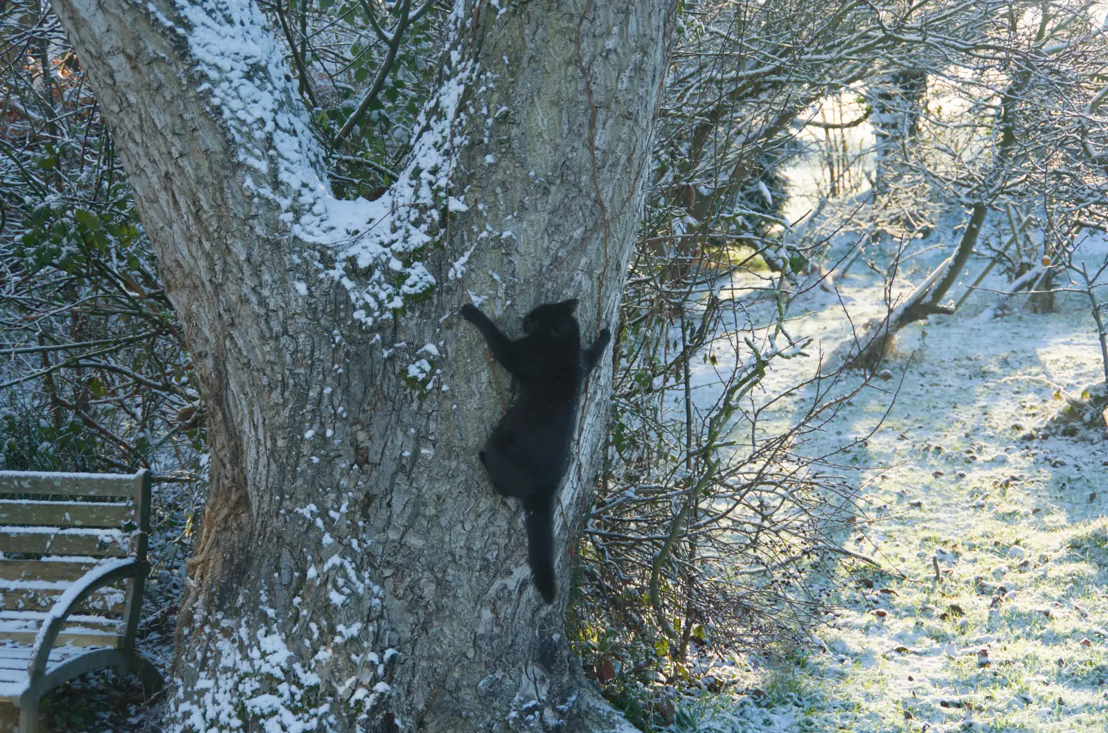 The kitten clings to a tree, from Harry's Snow Days, Brome, Suffolk - 5th January 2026