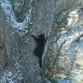 The kitten clings to a tree, Harry's Snow Days, Brome, Suffolk - 5th January 2026