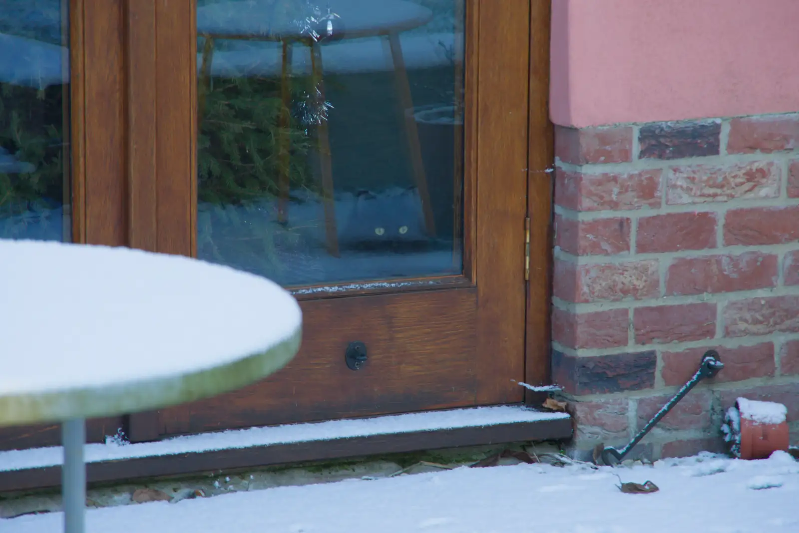 Lottie - The Floof - stares out from the house, from Harry's Snow Days, Brome, Suffolk - 5th January 2026