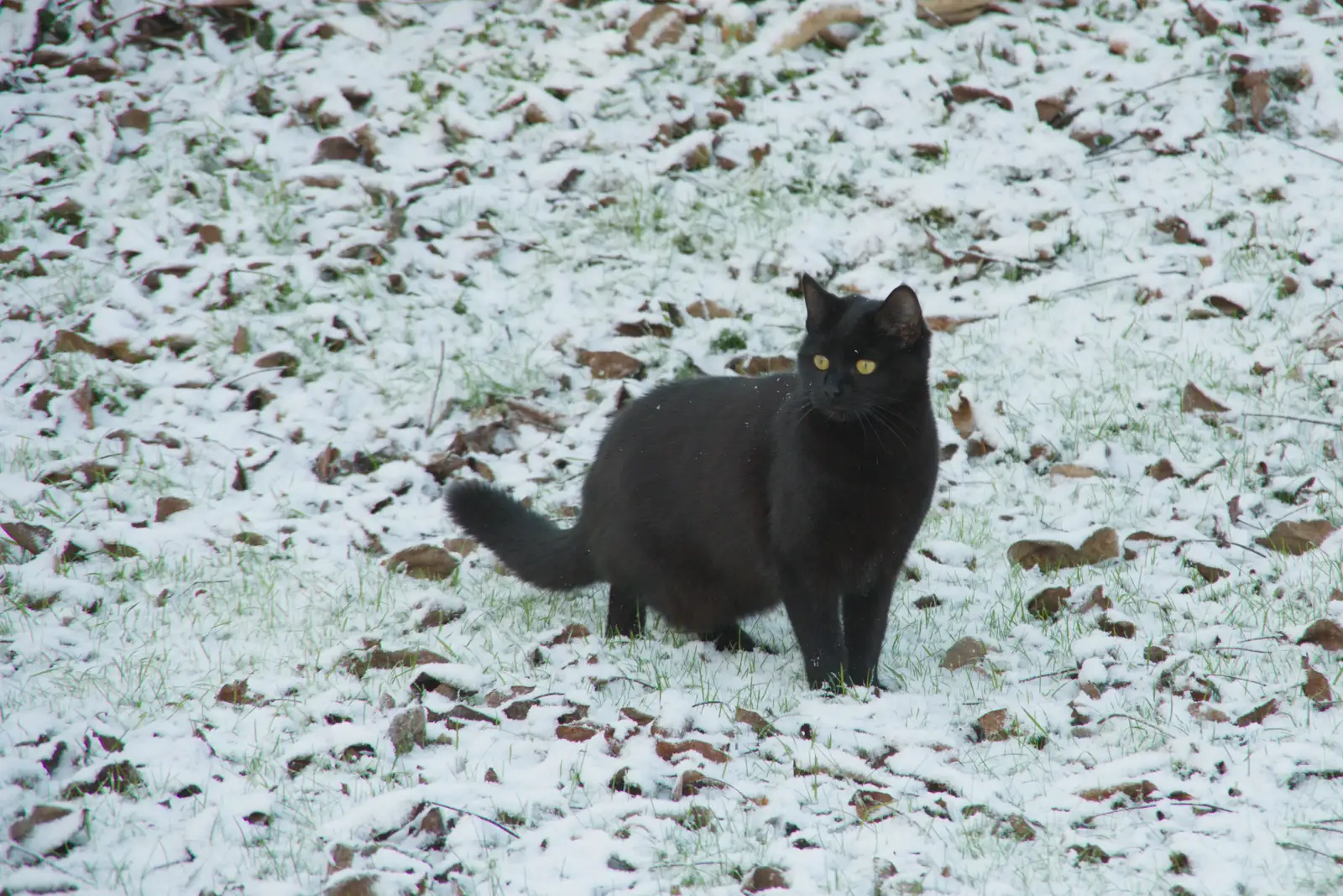 Lilly again, in the snow, from Harry's Snow Days, Brome, Suffolk - 5th January 2026
