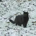 Lilly again, in the snow, Harry's Snow Days, Brome, Suffolk - 5th January 2026