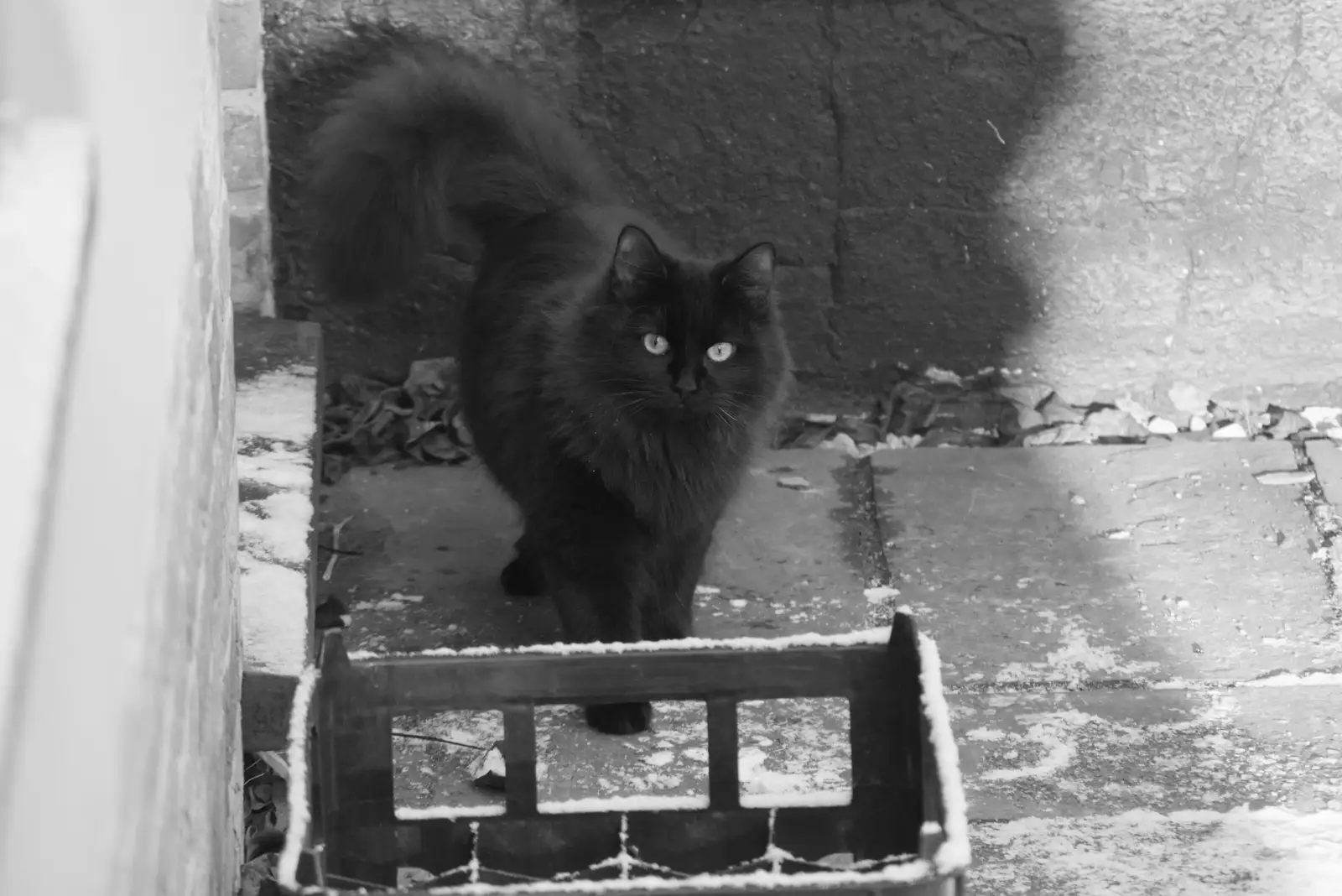 Floof actually ventures out, from Harry's Snow Days, Brome, Suffolk - 5th January 2026