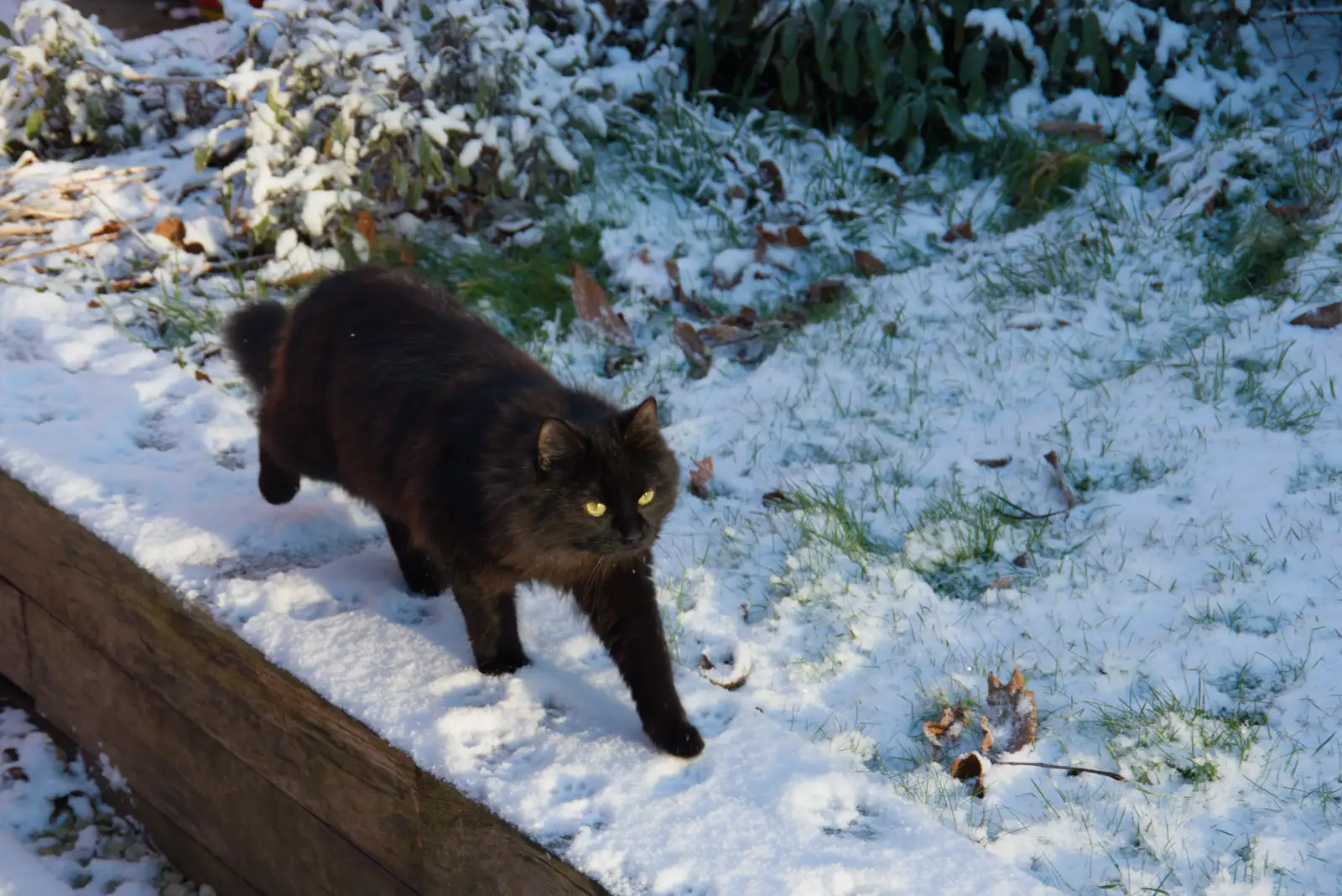 Floof on the move, from Harry's Snow Days, Brome, Suffolk - 5th January 2026