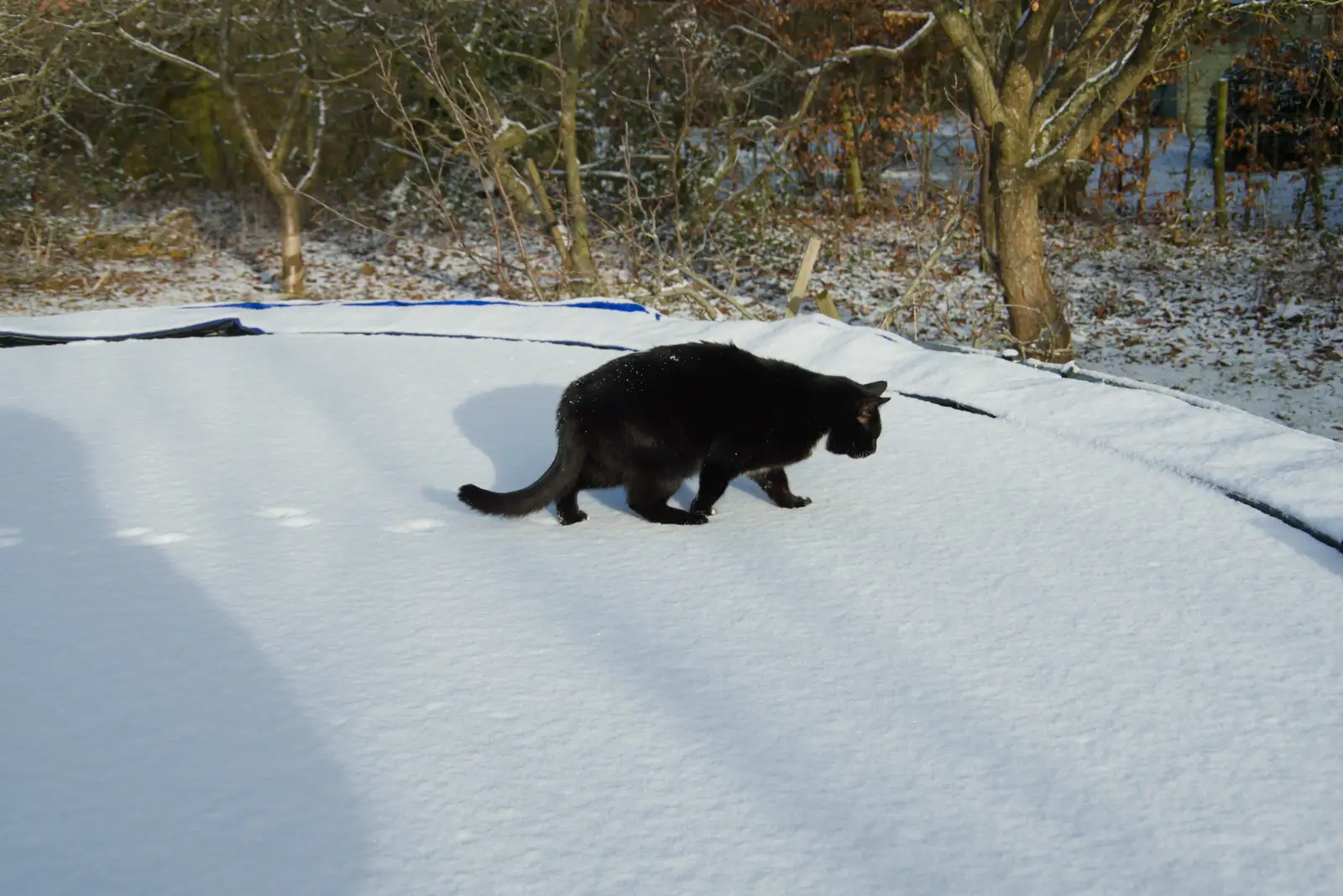 Lucy - One Eye - on the trampoline, from Harry's Snow Days, Brome, Suffolk - 5th January 2026