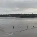 Wooden stumps in the estuary at Manningtree, New Milton and a Return to Lymington, Hampshire - 17th January 2026