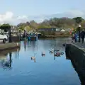 Swans pootle about at the quay, New Milton and a Return to Lymington, Hampshire - 17th January 2026
