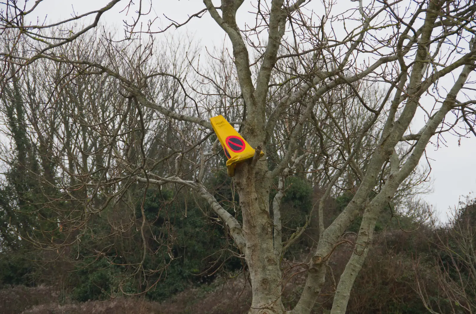 There's a cone up a tree, from From Poole to Portland the Slow Way: a Dorset Odyssey - 18th January 2026