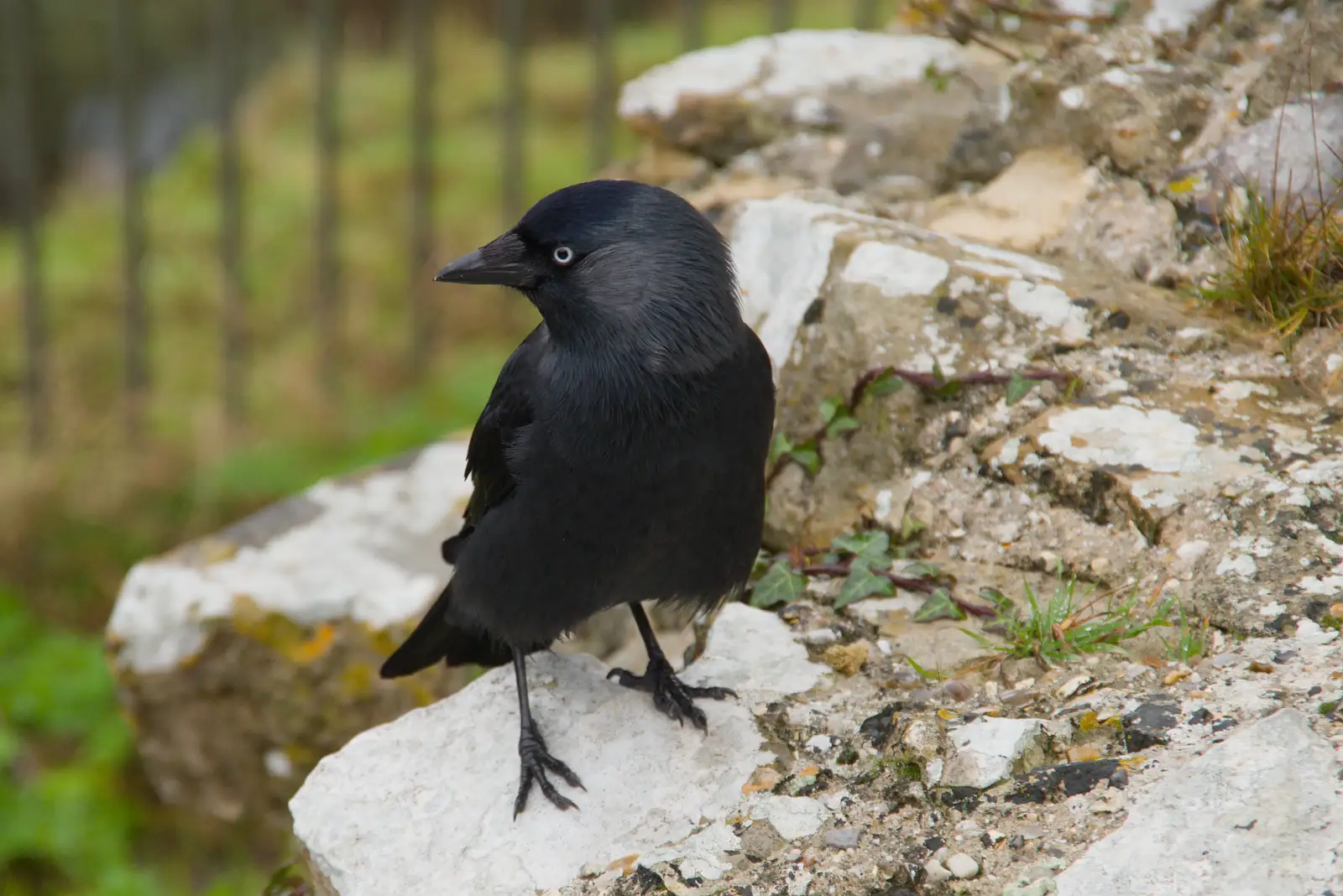A jackdaw perches on a stone, from From Poole to Portland the Slow Way: a Dorset Odyssey - 18th January 2026