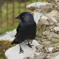 A jackdaw perches on a stone, From Poole to Portland the Slow Way: a Dorset Odyssey - 18th January 2026
