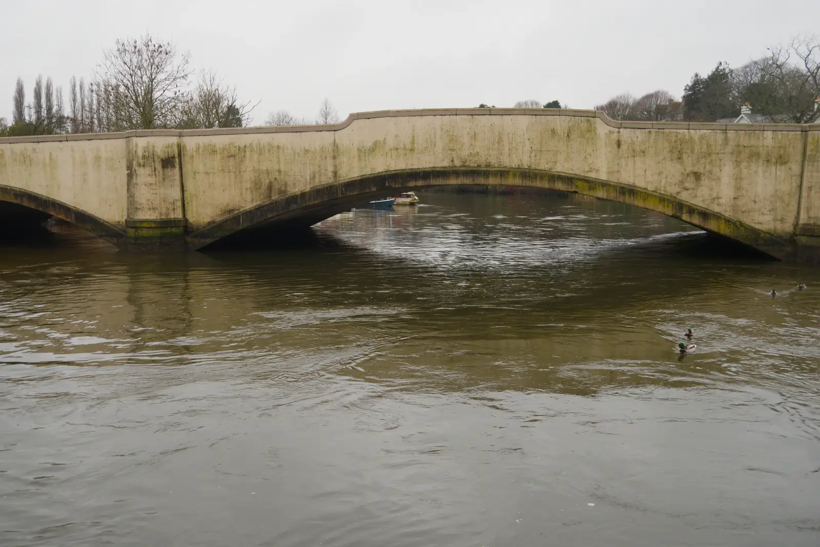 The river's fairly full at Wareham, from From Poole to Portland the Slow Way: a Dorset Odyssey - 18th January 2026
