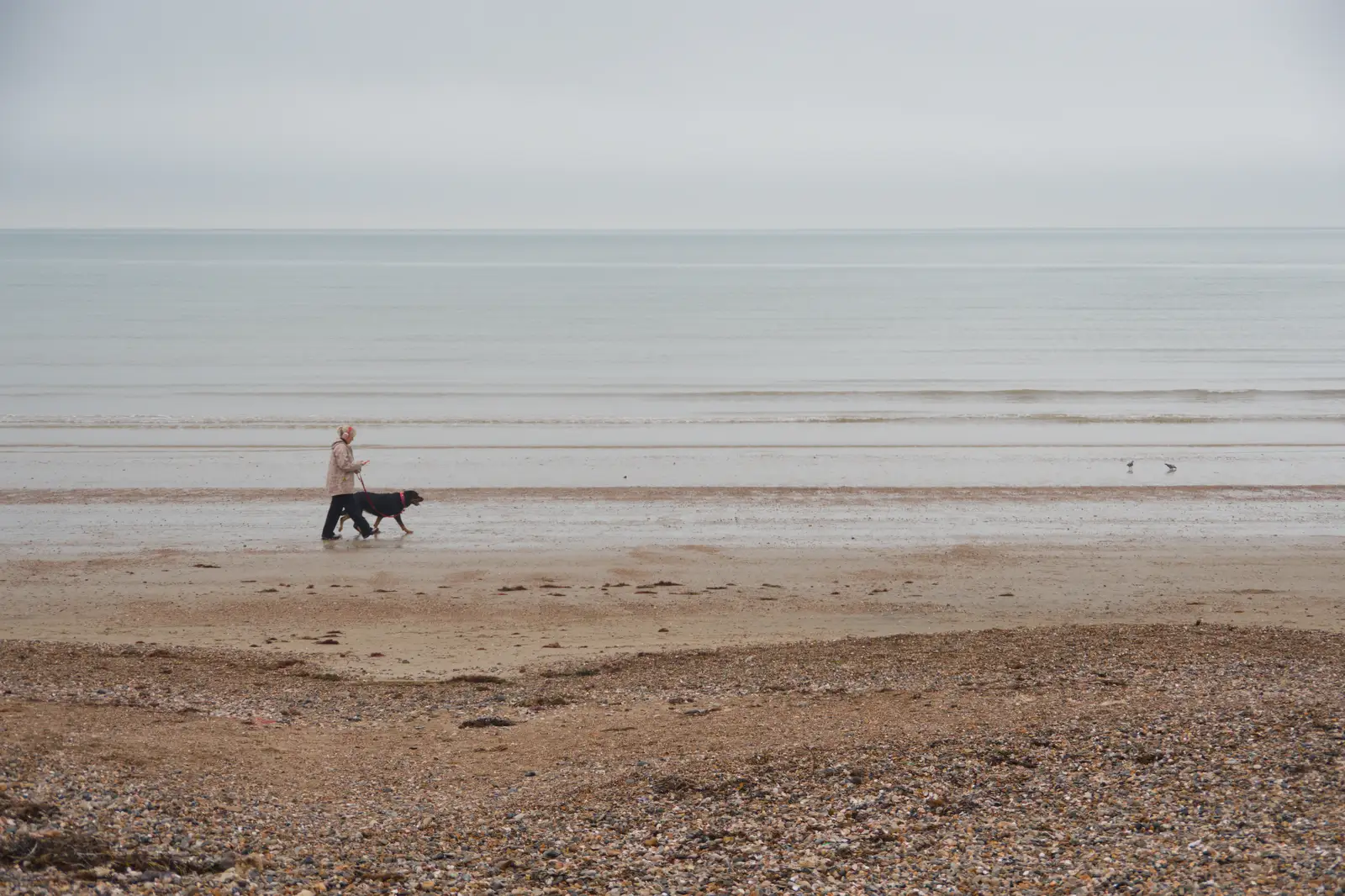 Dog walking on the beach at Weymouth, from From Poole to Portland the Slow Way: a Dorset Odyssey - 18th January 2026