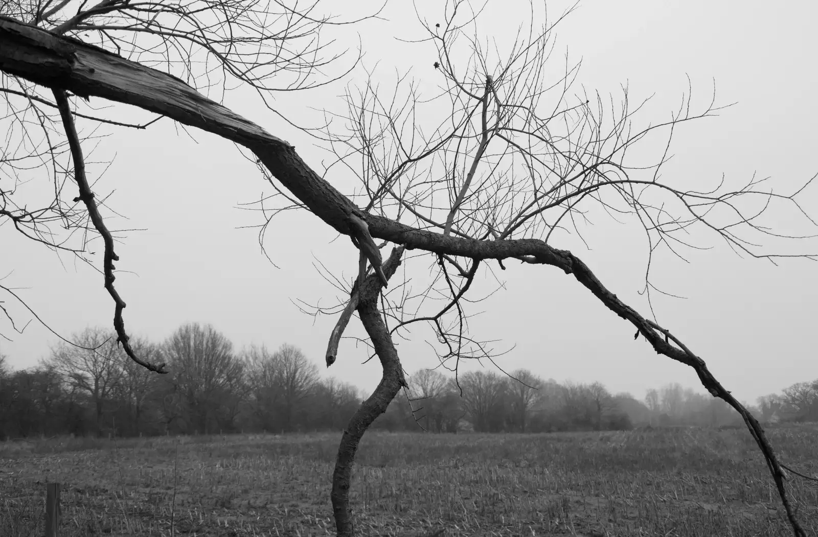 Harry takes the camera and gets a moody shot, from Another Walk to the Crossways, Scole, Norfolk - 25th January 2026