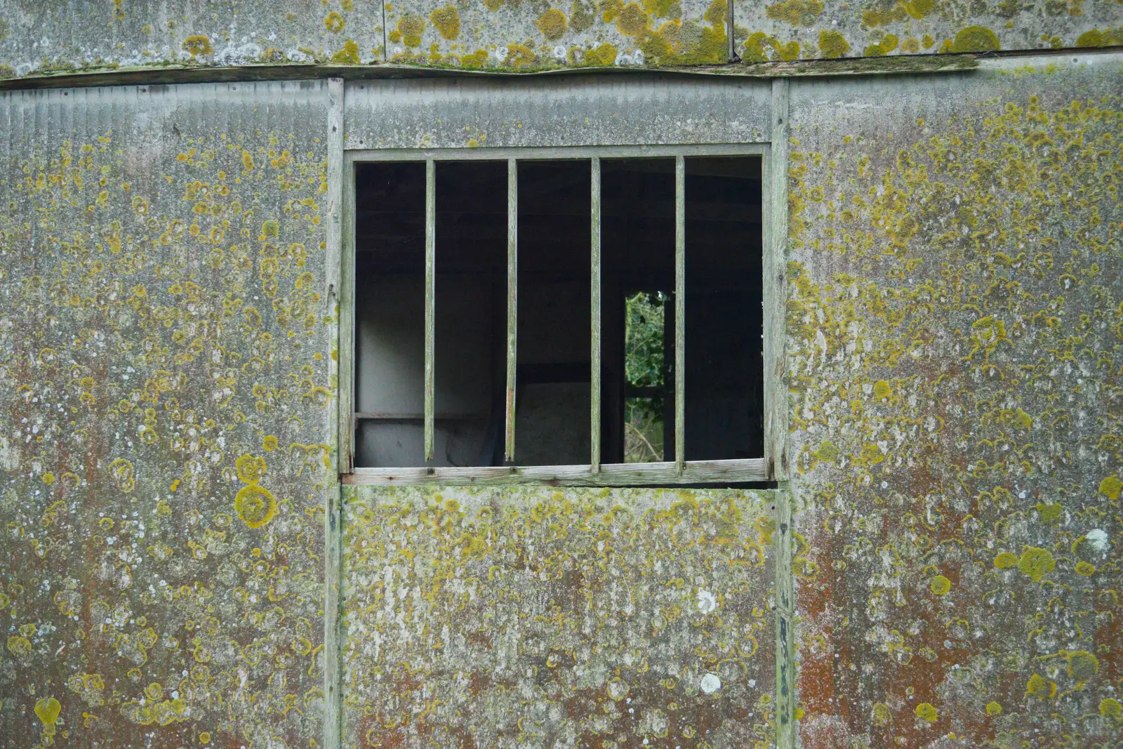 Harry's photo of a shed window and lichen, from Another Walk to the Crossways, Scole, Norfolk - 25th January 2026