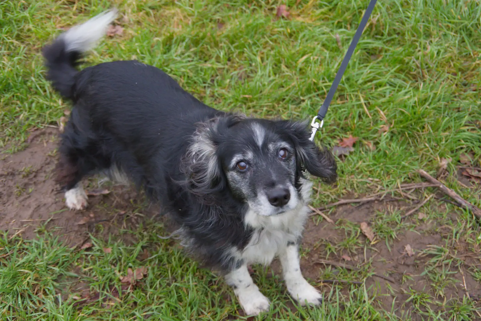 Harry interacts with a dog, from Another Walk to the Crossways, Scole, Norfolk - 25th January 2026