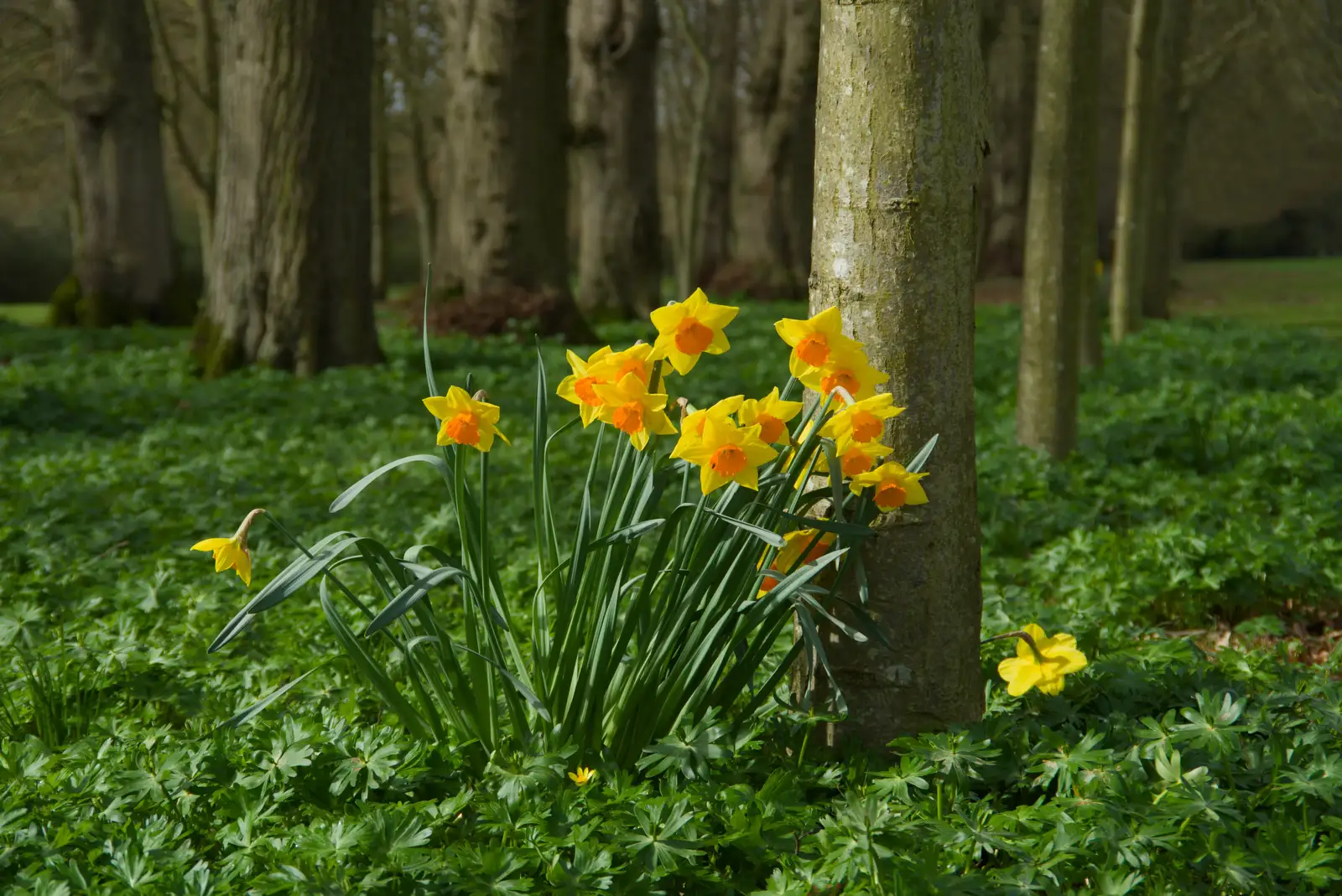 Orange-trumpet daffodils in the Oaksmere, from A Small March Miscellany, Eye, Suffolk - 18th MArch 2026