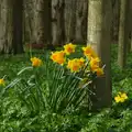 Orange-trumpet daffodils in the Oaksmere, A Small March Miscellany, Eye, Suffolk - 18th MArch 2026