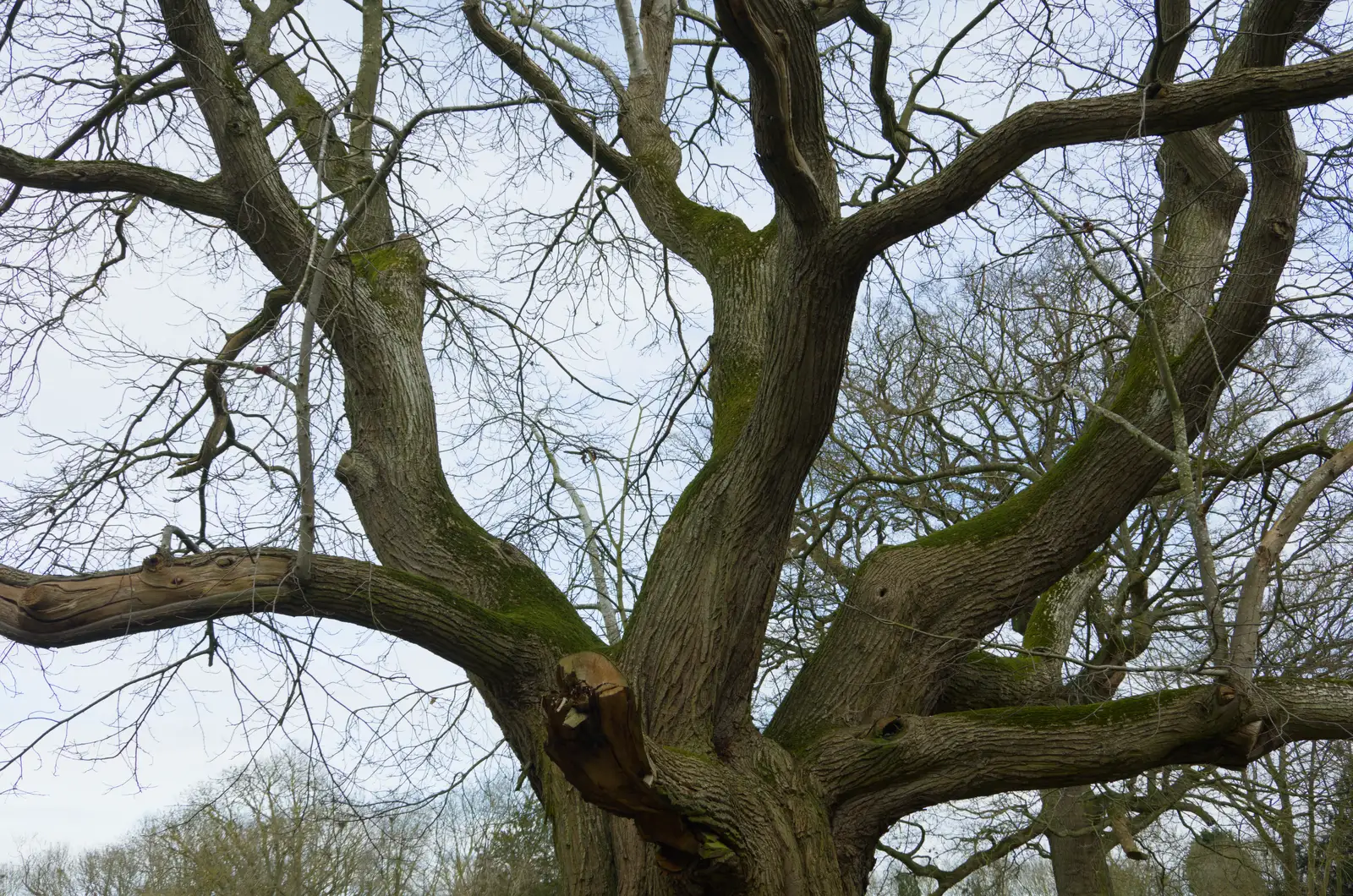 There's a great gnarly tree at the Oaksmere, from A Small March Miscellany, Eye, Suffolk - 18th MArch 2026