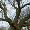 There's a great gnarly tree at the Oaksmere, A Small March Miscellany, Eye, Suffolk - 18th MArch 2026