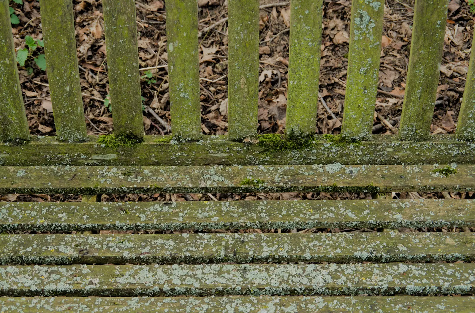 Lichen and green wood on an old bench, from A Small March Miscellany, Eye, Suffolk - 18th MArch 2026