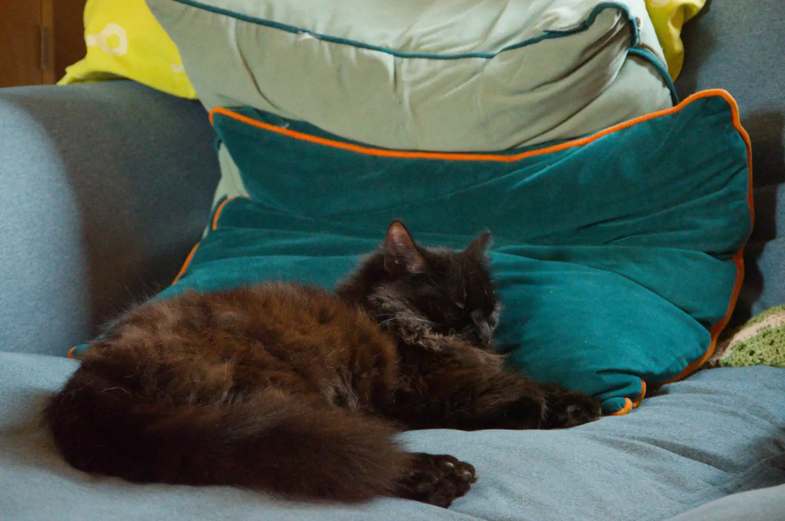 Lottie - The Floof - flakes out on the sofa, from Hospital Trips to Norwich, Norfolk - 25th March 2026